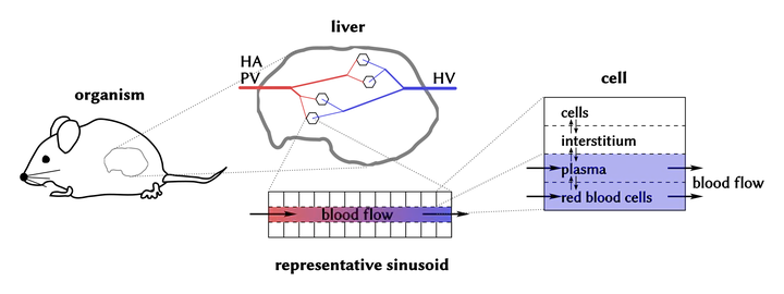 Schematic of multiscale model: organism, liver, sinusoid and cell