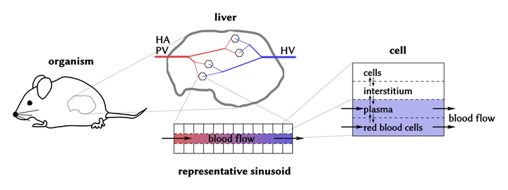 Schematic of multiscale model: organism, liver, sinusoid and cell