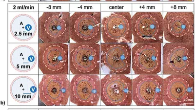Three-dimensional assessment of vascular cooling effects on hepatic microwave ablation in a standardized ex vivo model featured image